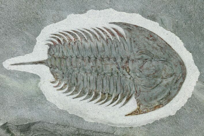 Lower Cambrian Trilobite (Pseudosaukianda) - Issafen, Morocco #170764